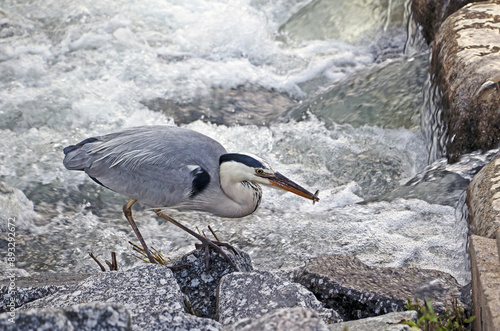 Summer view of a hern hunting small fish besides torrent and stepping stones at Yongamcheon Stream of Byeollae-dong near Namyangju-si, South Korea
 photo