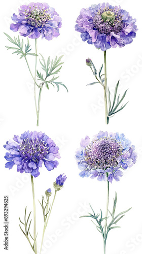 Watercolor Pincushion Scabiosa Flower on Clear Background