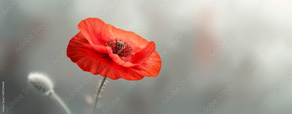 Obraz premium Poppy Flower Background