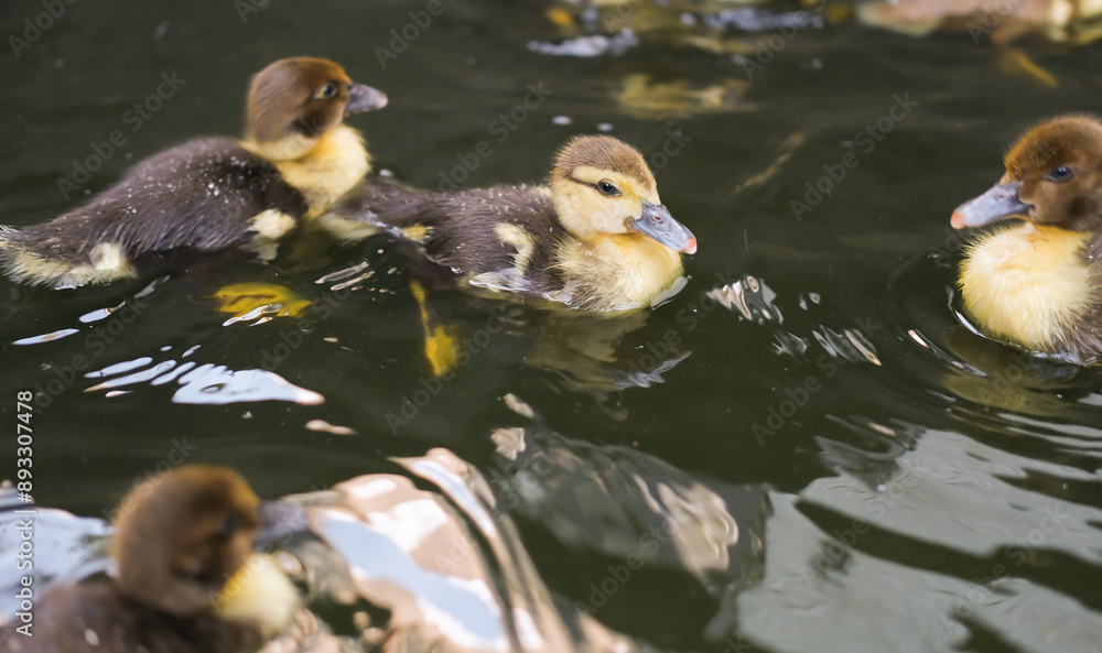 Young cute duckling swims in water on warm summer sunny day, reflecting on water. Water is green and cloudy. Little ducklings enjoy their time in water. Young cute duckling swims in water on warm summer sunny day, reflecting on water. Water is green and cloudy. Little ducklings enjoy their time in water.