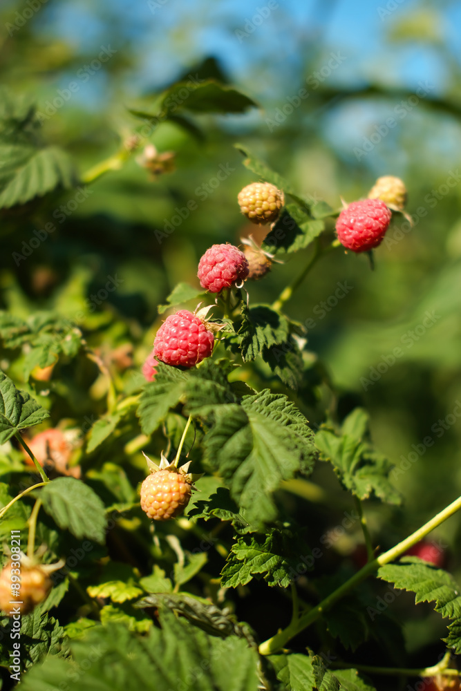 Close-up of ripe raspberries ready to be picked. Growing organic berries in an orchard. Vertical image. Close-up of ripe raspberries ready to be picked. Growing organic berries in an orchard. Vertical image.