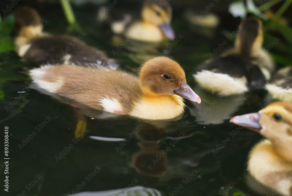 Young cute duckling swims in water on warm summer sunny day, reflecting on water. Water is green and cloudy. Little ducklings enjoy their time in water. Young cute duckling swims in water on warm summer sunny day, reflecting on water. Water is green and cloudy. Little ducklings enjoy their time in water.