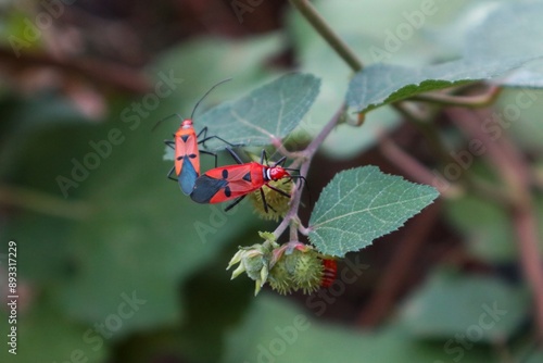 Close up of Red Cotton Bug - Dysdercus cingulatus pair on tree photo