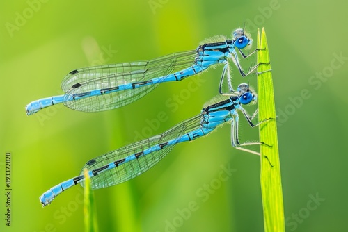 Obraz na płótnie Common Blue Damselfly (Enallagma cyanthigerum) pair mating in wheel position on reed w salonie