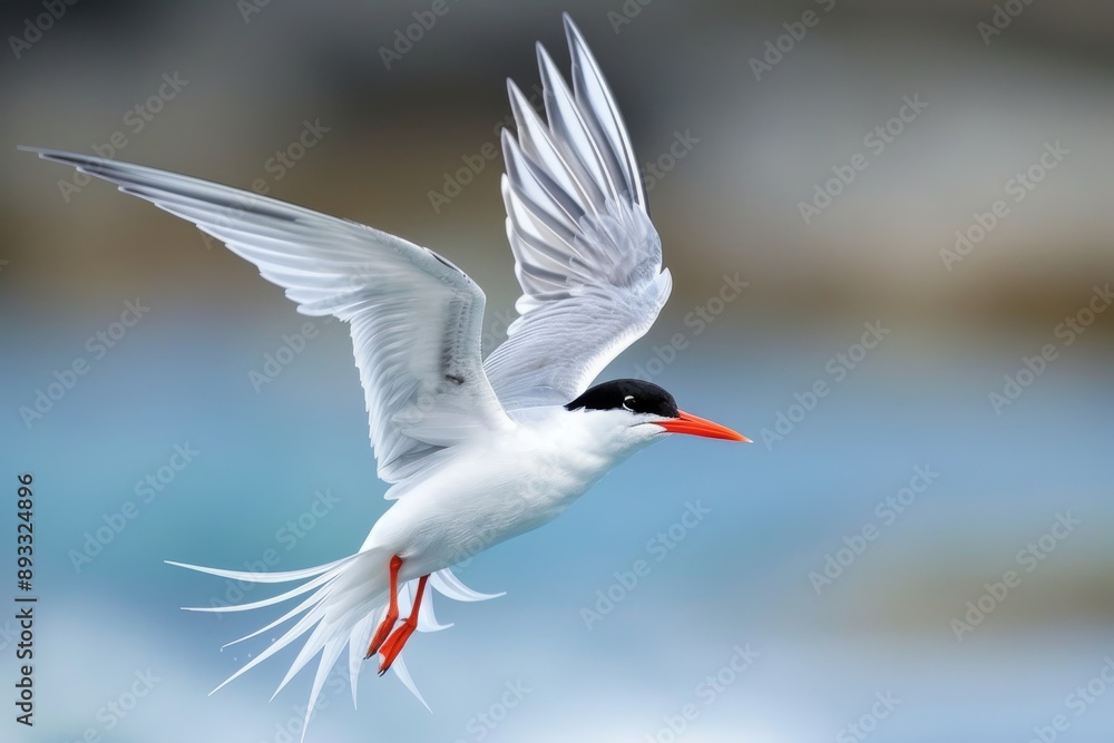 Forester's Tern adult in flight Forester's Tern adult in flight