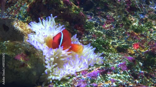 Closeup shot of the Tomato clownfish, Amphiprion frenatus, swimming by the sea anemone underwater. 4K photo