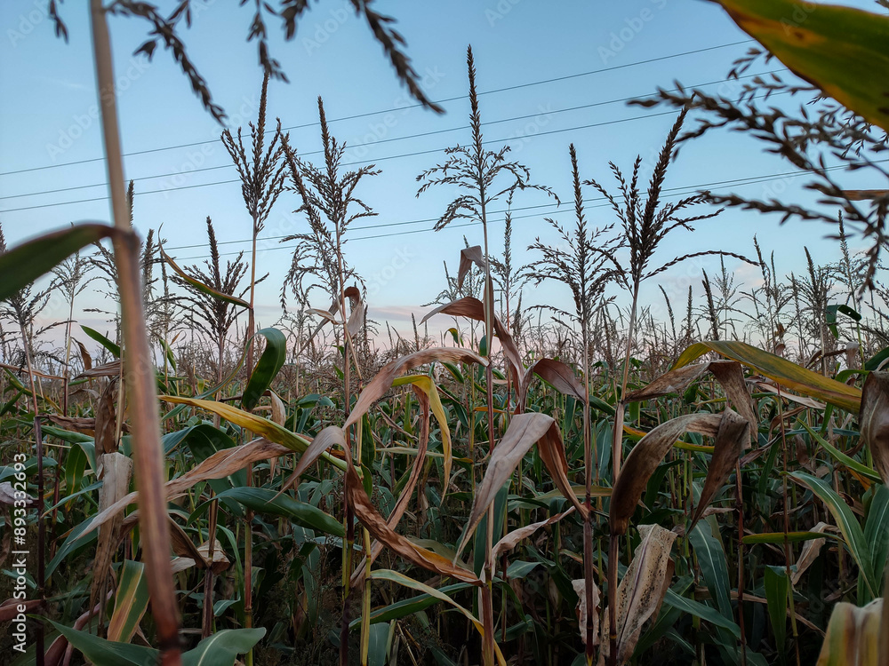 Sunset Through Cornfield Foliage in Soft Light Sunset Through Cornfield Foliage in Soft Light