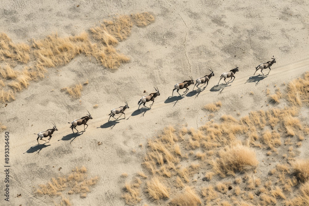 Fototapeta premium Spectacular Aerial view of a small group of Gemsbok(Oryx gazella)running across the Makgadikgadi Pans, Botswana