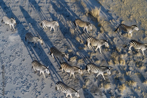 Spectacular Aerial view of migrating Burchell's zebras casting a shadow as they walk across the Makgadikgadi Pans, Botswana