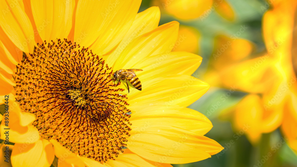Closeup of beautiful vivd sunflower with a tiny bee in direct sunlight Closeup of beautiful vivd sunflower with a tiny bee in direct sunlight