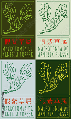 Set of vector drawing MACROTOMIA DC in Chinese in various colors. Hand drawn illustration. The Latin name is ARNEBIA FORSSK.
 photo