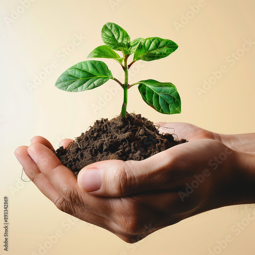 human hand,soild and plant with isolate background photo