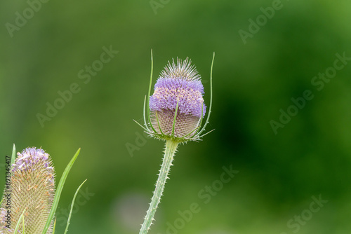 Wild Teasel Thistle Wild Flower with Shallow Depth of Field photo