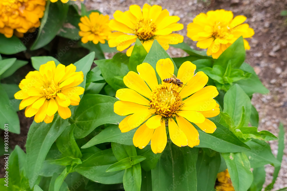beautiful yellow flowers in garden beautiful yellow flowers in garden
