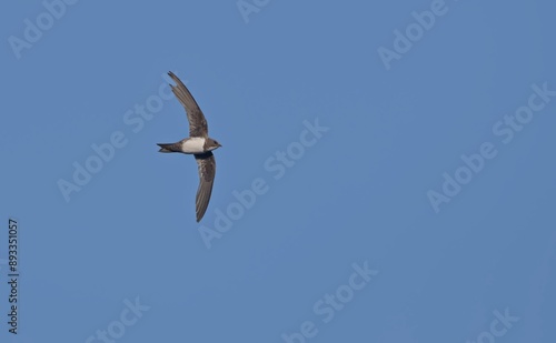 Alpine swift (Apus melba), Greece photo