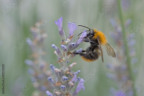 Bombus pascuorum, the common carder bee, is a species of bumblebee, Greece photo