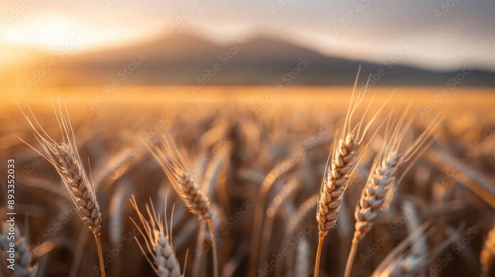 Fototapeta premium Close-up view of golden wheat heads in a sunlit field, with sunlight highlighting the intricate details of the wheat, symbolizing fertility and abundance.
