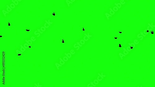 Bird effect green screen background