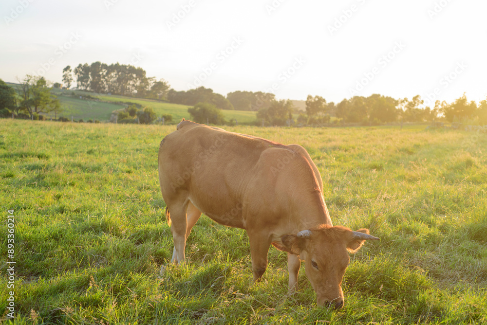 Vaca marrón pastando en pradera al atardecer en Asturias