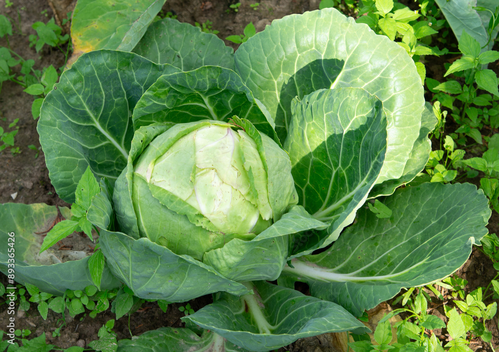 Fototapeta premium A head of mid-ripening white cabbage growing in a field. Farming.