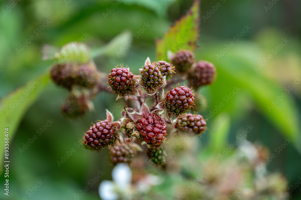 Elmleaf Blackberry Wild Flower Plant Elmleaf Blackberry Wild Flower Plant