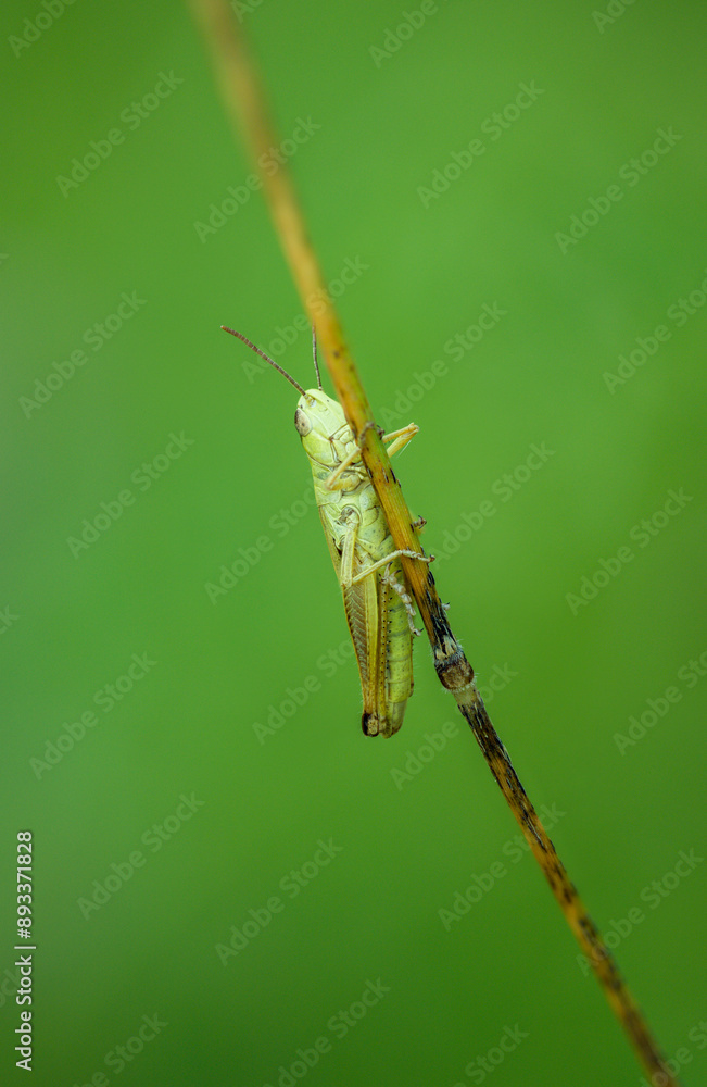 grasshoper on a leaf on green background grasshoper on a leaf on green background