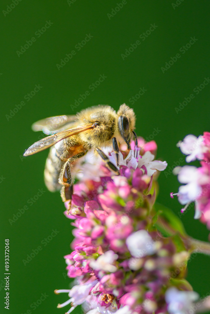 A bee collects pollen to make honey on a flower. A bee collects pollen to make honey on a flower.