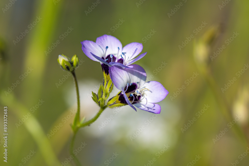 bee on blue flower
