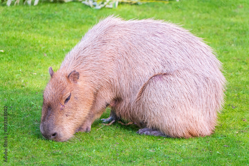 A large capybara lies on the green grass in the park A large capybara lies on the green grass in the park