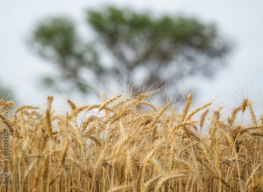 Obraz premium Wheat crop in field ready to harvest