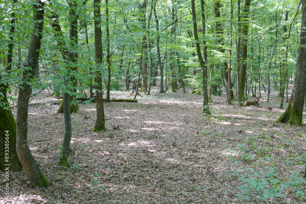 Obraz premium footpath in the forest