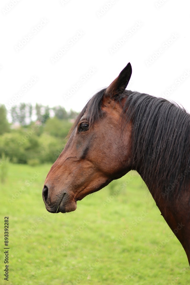 Fototapeta premium Portrait of brown horse in a nature.