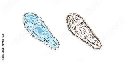 Flat and sketch style school Illustration. infusoria sketch. Back to School. The science.