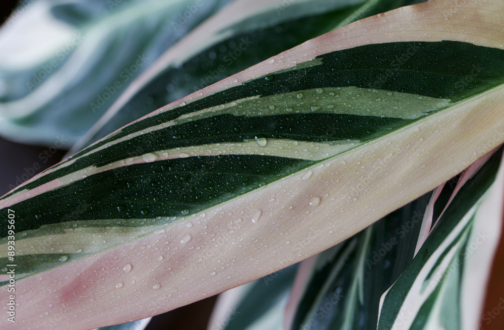 Natural background, colorful leaf of tropical plant Natural background, colorful leaf of tropical plant