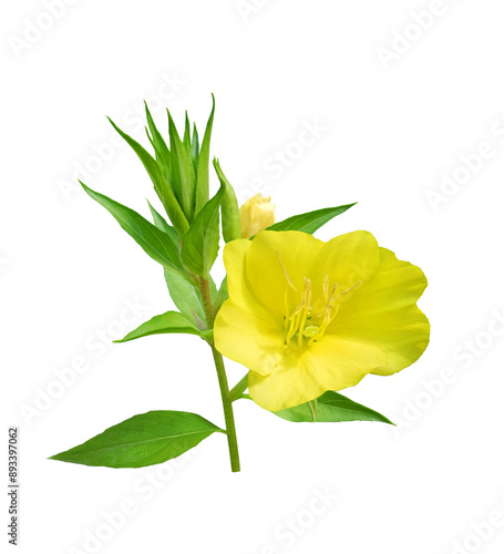 Oenothera twig with yellow flower (evening primrose, suncups or sundrops) isolated on white background photo