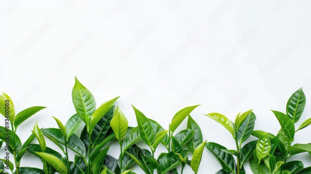 Obraz premium Detailed look at freshly picked green tea leaves on white, from homegrown organic plantation. Food concept with clipping path and copy space