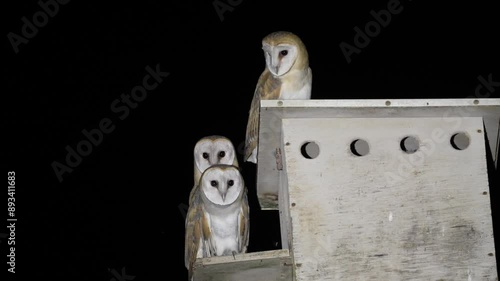 Nesting boxes built for Barn Owl that are used to control rodents in agricultural fields. three nestlings calling to their parents to bring food