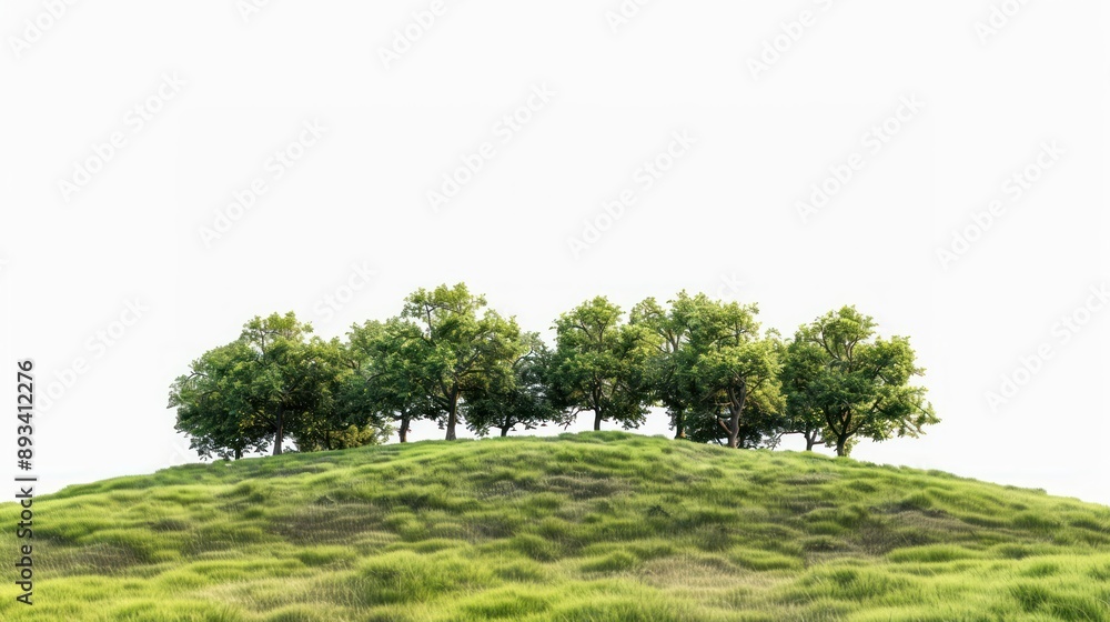 Obraz premium Hill grass tree oak.