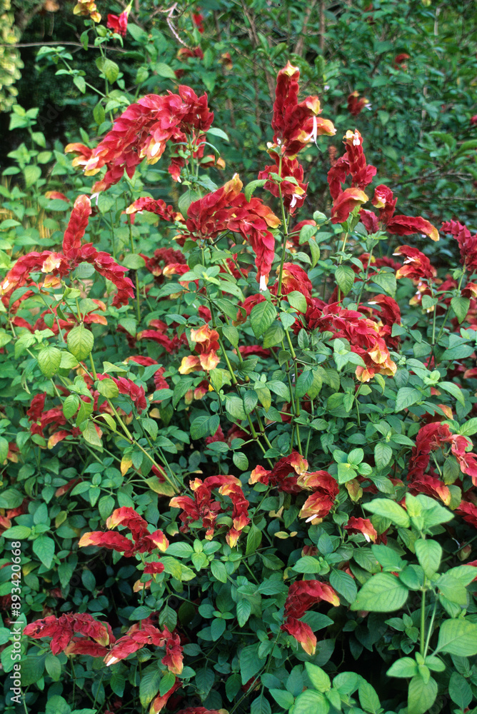 Fototapeta premium Beloperone guttata, Plante crevette