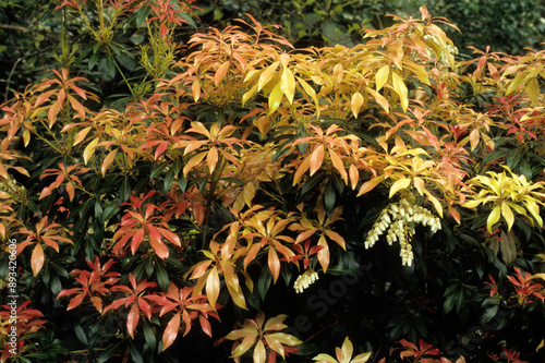 Pieris japonica 'Montain fire' , Piéris andromede photo