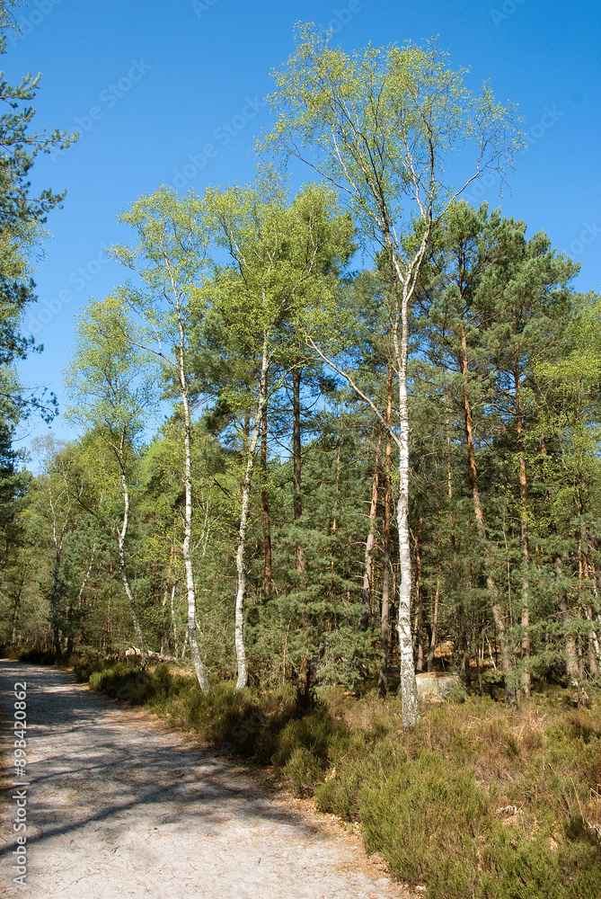 Φωτογραφία Betula verrucosa, Bouleau verruqueux, Pinus sylvestris, Pin sylvestre, Gorges de