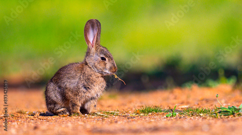 European Rabbit, Oryctolagus cuniculus, Mediterranean Forest, Castilla La Mancha, Spain, Europe photo