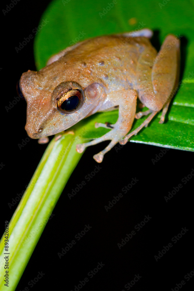 Obraz premium Tropical Frog, Tropical Rainforest, Corcovado National Park, Osa Conservation Area, Osa Peninsula, Costa Rica, Central America