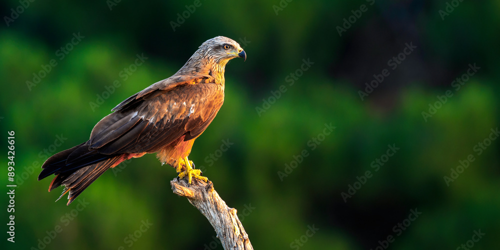 Black Kite, Milvus migrans, Agricultural Fields, Castilla y Leon, Spain, Europe Black Kite, Milvus migrans, Agricultural Fields, Castilla y Leon, Spain, Europe