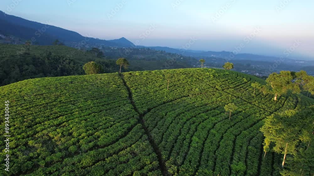 Green tea plantation, Top view aerial video from flying drone of a tea plantation
Green tea plantation, Top view aerial video from flying drone of a tea plantation