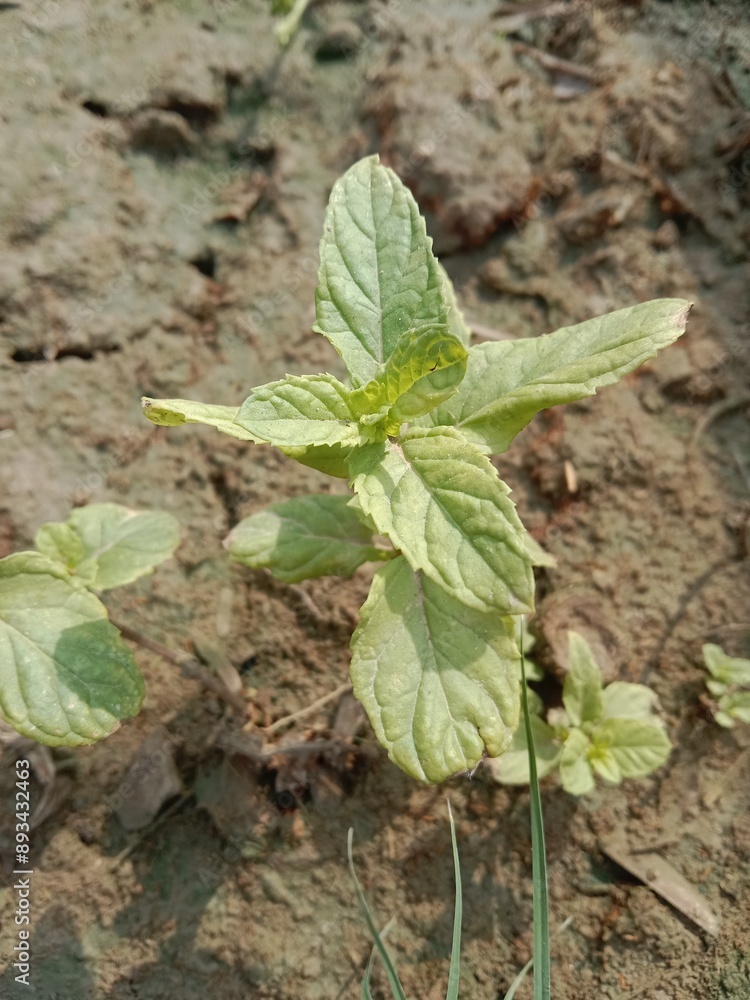 Beautiful green leaves of mint or Beautiful green leaves of Mentha plant in the garden.Mint leaves pattern background Beautiful green leaves of mint or Beautiful green leaves of Mentha plant in the garden.Mint leaves pattern background