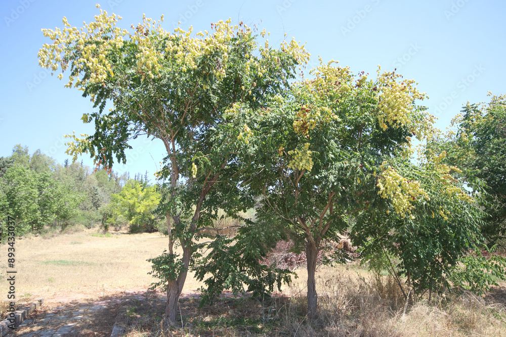 Koelreuteria paniculata is a species of flowering plant in the family Sapindaceae, native to China Koelreuteria paniculata is a species of flowering plant in the family Sapindaceae, native to China