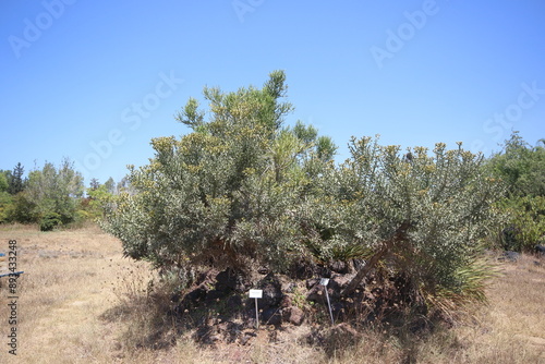 Euphorbia stenoclada is a species of plant in the family Euphorbiaceae photo