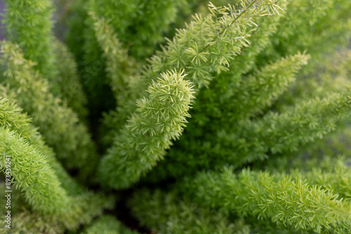 Foxtail fern, asparagus closeup view. Selective focus. photo