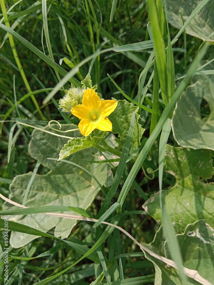 cucumis melo flower or Melon flower or yellow flower of the Muskmelon in the garden cucumis melo flower or Melon flower or yellow flower of the Muskmelon in the garden
